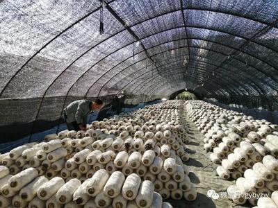 全力打造“產業(yè)新城、品質白云”系列報道之一 構建綠色健康新標桿——白云區(qū)食用農產品產業(yè)高質量發(fā)展觀察