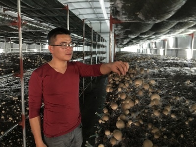 朱口鎮(zhèn) 草菇種植，托舉鄉(xiāng)村致富夢的“白色小傘”